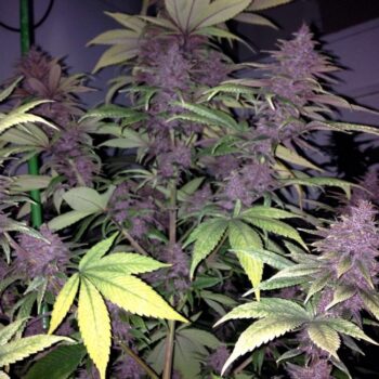ACE Seeds Violeta Fem