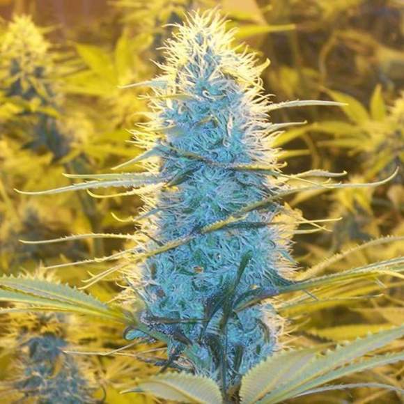 white-widow.jpg