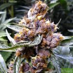 Blueberry - 5 Feminized Cannabis Seeds