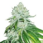 gelato-feminized-seeds