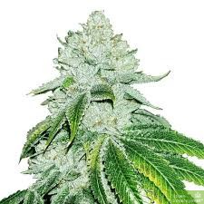 gelato-feminized-cannabis-seeds.jpeg