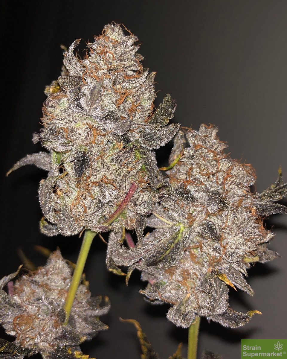 love-cannabis-seeds-cereal-milk-s1-feminized-cannabis-seeds-2-1