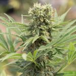 mexican-haze-feminized-cannabis-seeds.jpg