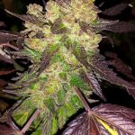 stinky-seeds-cherry-pie-feminized-cannabis-seeds.jpeg