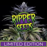 Ripper Seeds - Limited Edition - DoSiDos x Purple Punch (3 Fem Pack)