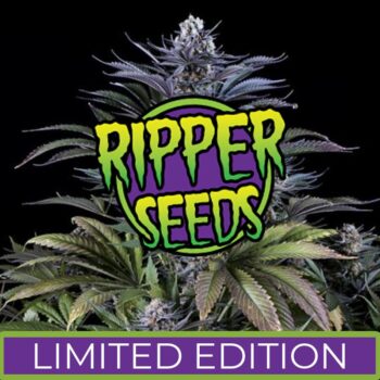 Ripper Seeds - Limited Edition - Mochi x Purple Punch (3 Fem Pack)