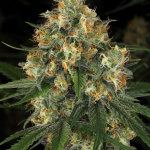 Indica Overload - Critical Nicky Kush (5 fem) + Afghani Indica (5 fem)