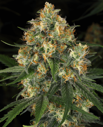 Critical Nicky Kush - 5 Feminized Cannabis Seeds