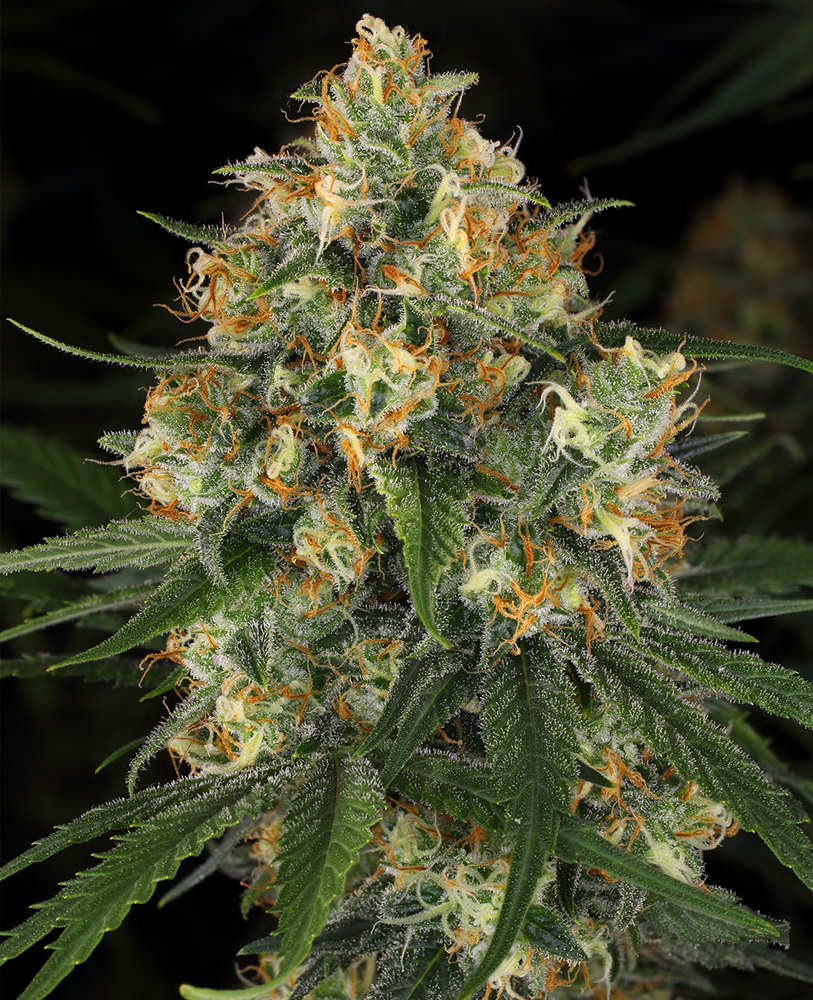 critical-nicky-kush-feminized-seeds-1