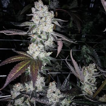 Stinky Seeds – GMO aka Garlic Cookies – Feminized Cannabis Seeds