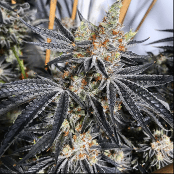 Stinky Seeds – Grease Monkey – Feminized Cannabis Seeds