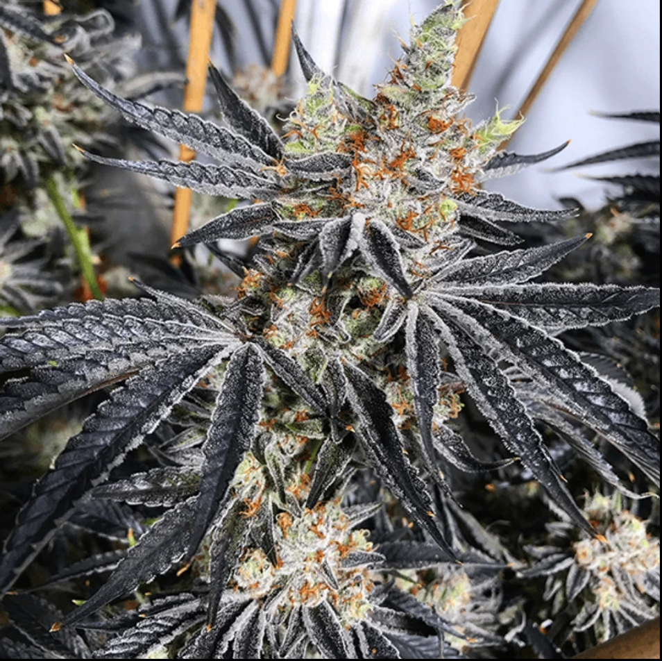 stinky-seeds-grease-monkey-feminized-cannabis-seeds