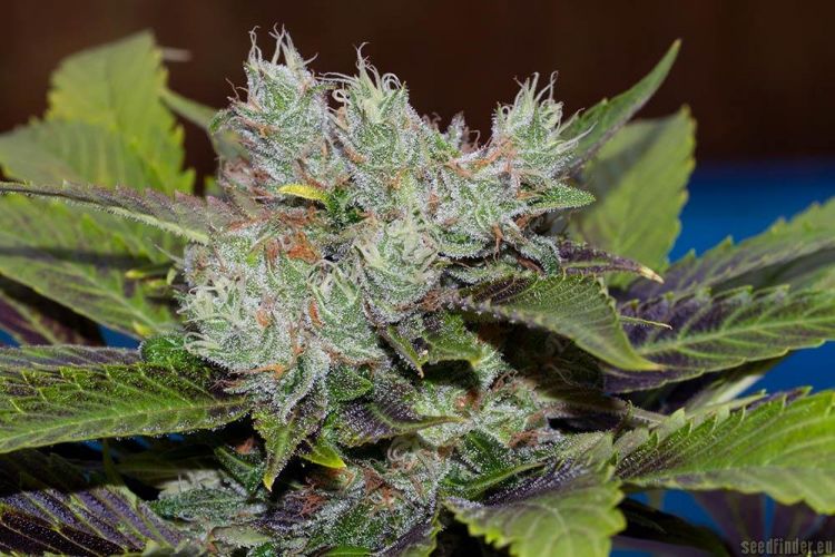 white-widow-x-sweet-tooth