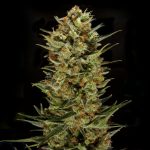 sunshinesfarmcannabisseeds