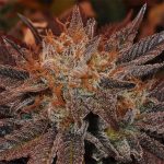 Grandaddy Banner - 5 Feminized Cannabis Seeds