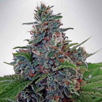 Auto Blue Amnesia - 5 Autoflowering Feminized Cannabis Seeds