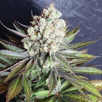 Skywalker Cookies - 5 Feminized Cannabis Seeds