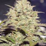 Auto-Do-Si-Dos-Cookies-autoflowering-feminized-cannabis-seed