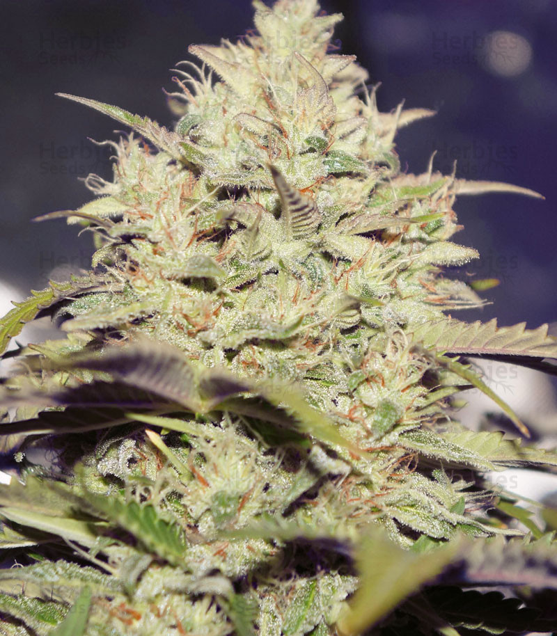Auto-Do-Si-Dos-Cookies-autoflowering-feminized-cannabis-seed