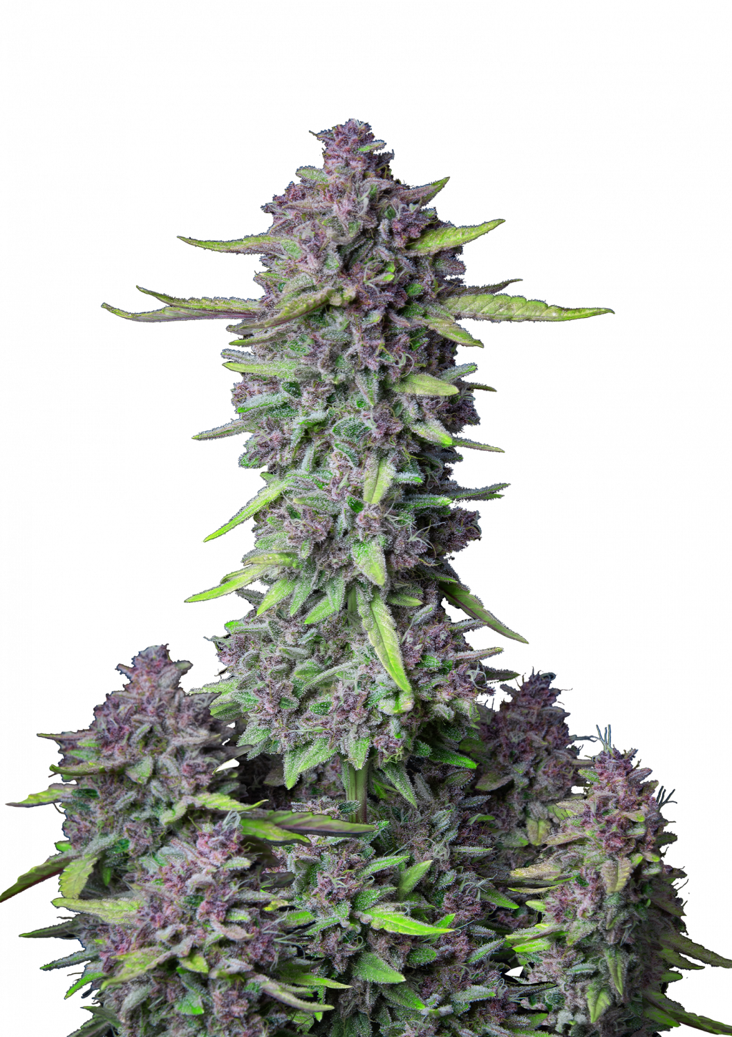 auto-purple-punch-autoflowering-feminized-cannabis-seeds