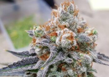 Love Cannabis - Birthday Cake - Feminized Cannabis Seeds