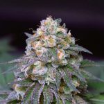 birthday-cake-feminized-cannabis-seeds