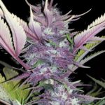 black-cherry-soda-feminized-cannabis-seeds2