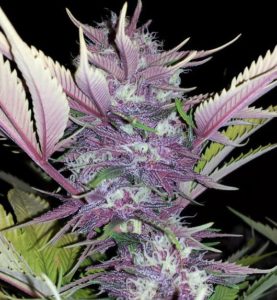 black-cherry-soda-feminized-cannabis-seeds