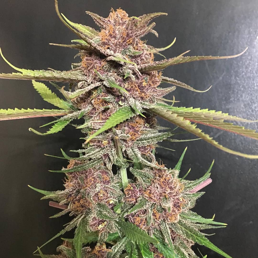 black-cherry-soda-feminized-cannabis-seeds2
