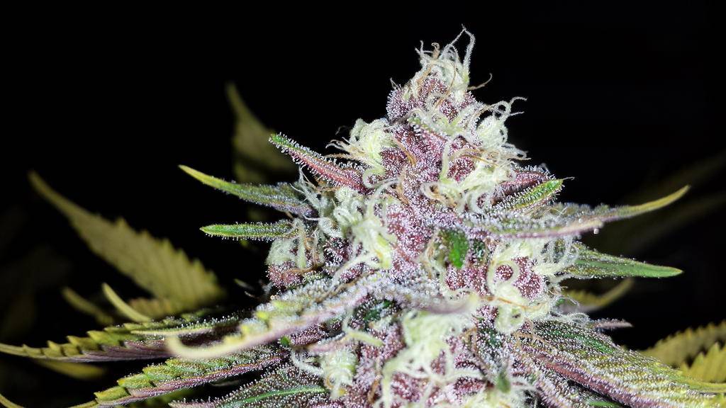 black-cherry-soda-feminized-cannabis-seeds3