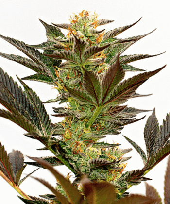 Bruce Banner - 5/10 Feminized Cannabis Seeds