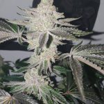buy-apple-fritters-seeds-feminized-cannabis-seeds-strain