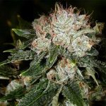 bruce-banner-feminized-cannabis-seeds