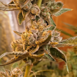 Love Cannabis - Peanut Butter Cookies - Feminized Cannabis Seeds