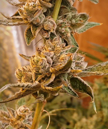 Love Cannabis - Peanut Butter Cookies - Feminized Cannabis Seeds