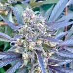 black-apple-hitchcock-feminized-cannabis-seeds