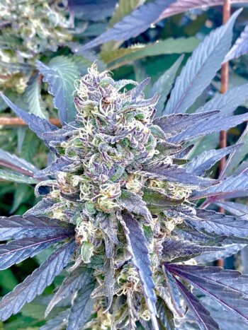 Love Cannabis - Black Apple - Feminized Cannabis Seeds