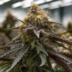 auto-mac-autoflowering-feminized-cannabis-seeds2