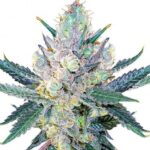 Blue Cheese - 5/10 Feminized Cannabis Seeds
