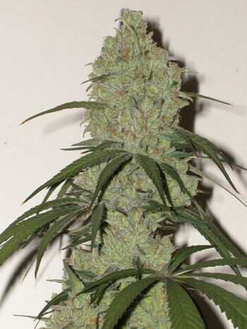 Cannatonic - 5/10 Feminized Cannabis Seeds