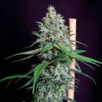 Gelato Cookies - 5/10 Feminized Cannabis Seeds