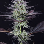 Love Cannabis - Blue Grape Fuel - Feminized Cannabis Seeds