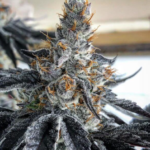 buy-blunicorn-feminized-cannabis-seeds2