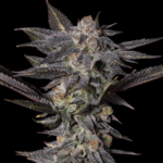 Love Cannabis - Pink Rozay - Feminized Cannabis Seeds