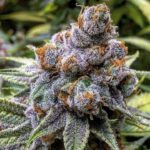 pinkman-goo-feminized-cannabis-seeds