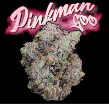 Love Cannabis - Pinkman Goo - Feminized Cannabis Seeds
