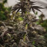 z-wonka-feminized-cannabis-seeds