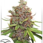 Dutch Passion - Auto Glueberry OG Feminised Autoflowering Cannabis Seeds
