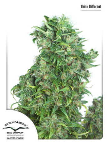 Dutch Passion - Auto Think Different Feminised Autoflowering Cannabis Seeds