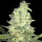 spliff-seeds-jack-f1-regular-cannabis-seeds3.jpg